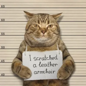 bad cat scratched leather armchair bad cat scratched leather armchair went to prison 126111916 - Levant Leather